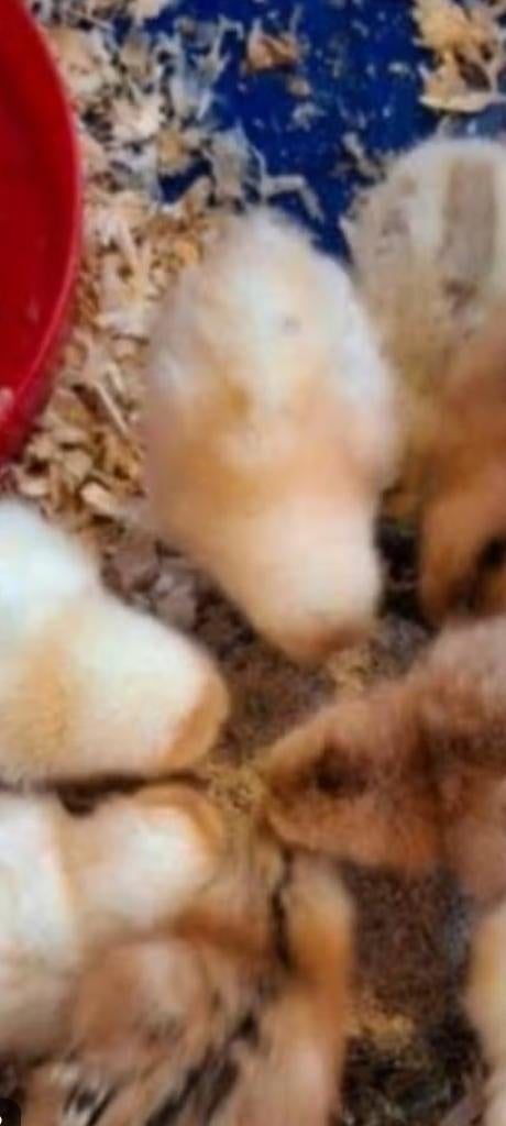 Broedeieren Legkip broed eieren, Dieren en Toebehoren, Pluimvee, Geslacht onbekend, Kip