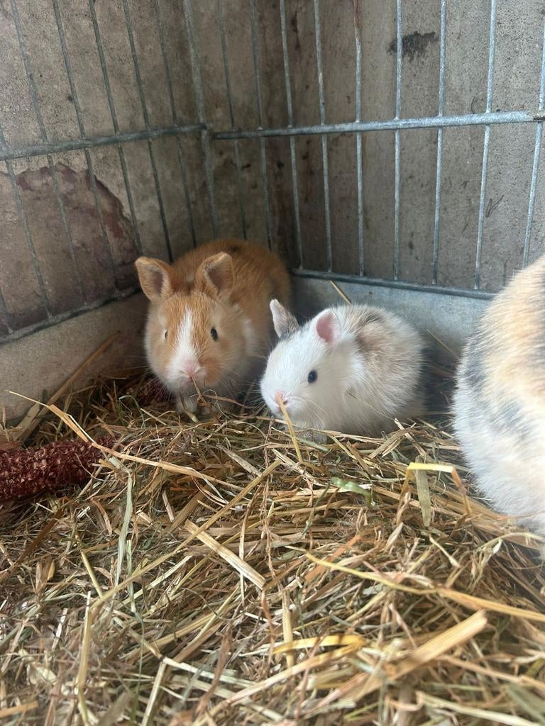 2 kleine bonte konijntjes  ( 5 weken ), Meerdere dieren, Klein