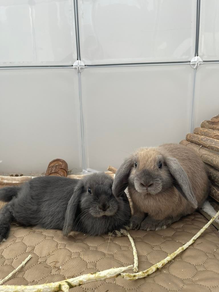 Liefdevol huis gezocht voor 2 konijntjes (koppel), Meerdere dieren, Klein, Hangoor, 0 tot 2 jaar