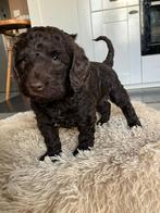 prachtige choco bruine Australian labradoodle x cockapoo, Overige rassen, 8 tot 15 weken, Parvo, Meerdere