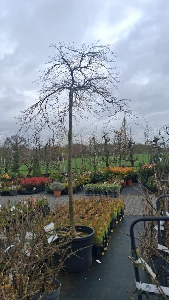 Acer Palmatum Dissectrum Inabashidare, hoogstam esdoorn, Tuin en Terras, Planten | Bomen, In pot, Bloeit niet, Ophalen of Verzenden
