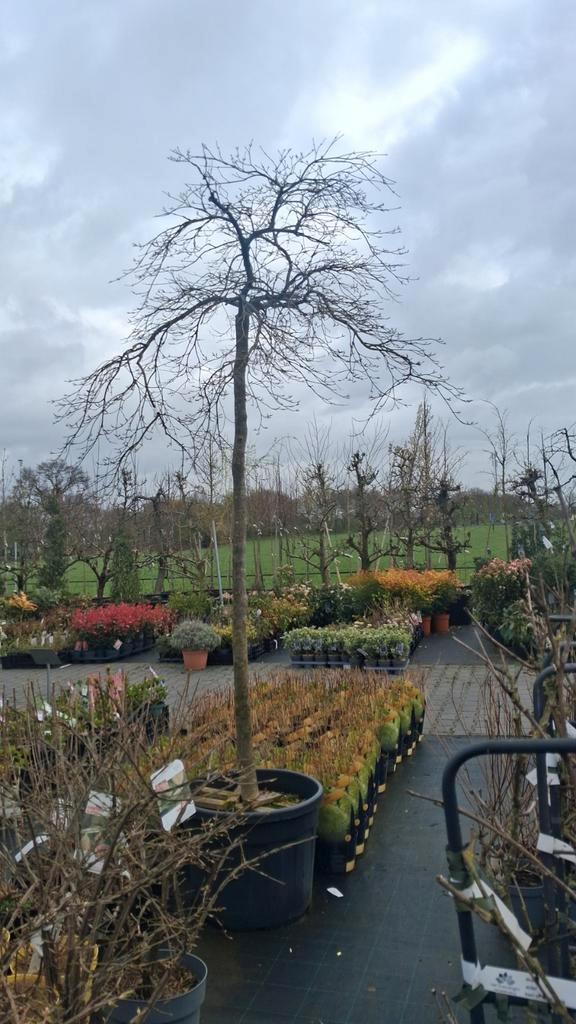 Acer Palmatum Dissectrum Inabashidare, hoogstam esdoorn, Tuin en Terras, Planten | Bomen, Treurboom, 250 tot 400 cm, Halfschaduw