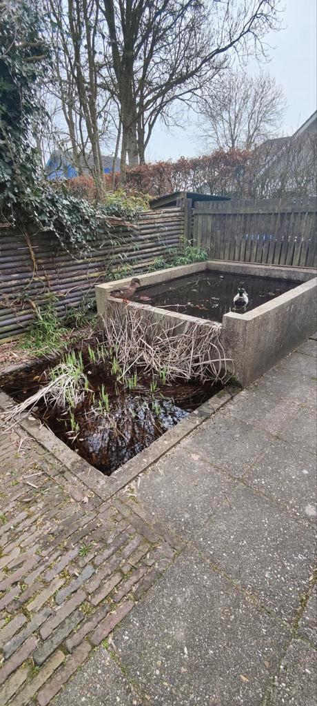 Betonnen vijverbak gratis af te halen, Tuin en Terras, Vijvers, Gebruikt, Ophalen