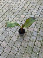 Ensete Maurelli - Rode  Banaan, Overige soorten, Volle zon, Vaste plant, Ophalen of Verzenden