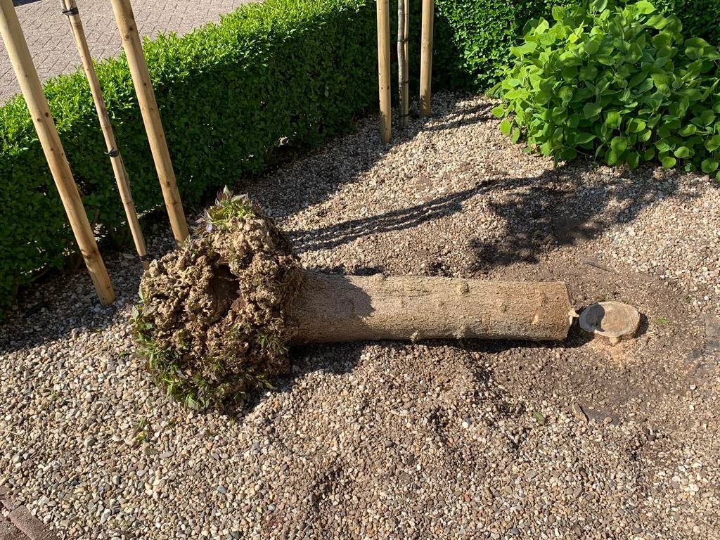 Gratis hout van catalpa boom voor open haard, Tuin en Terras, Haardhout, Minder dan 3 m³, Ophalen, Overige houtsoorten, Stammen