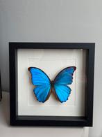 Vlinder in lijst, Ophalen of Verzenden