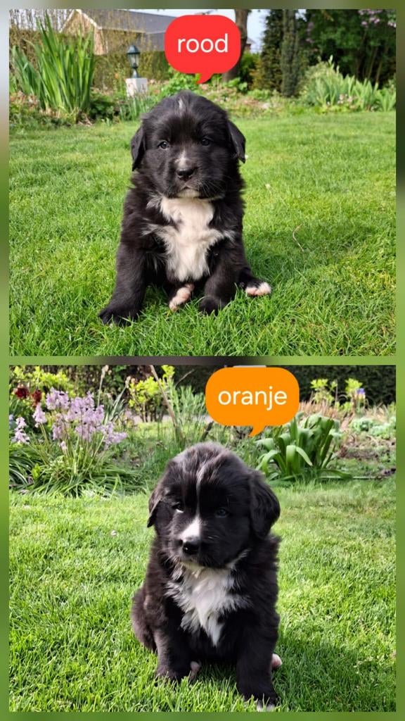 Lieve pups 3/4 Berner 1/4 Labrador, Dieren en Toebehoren, Parvo, Meerdere, Meerdere dieren, Nederland