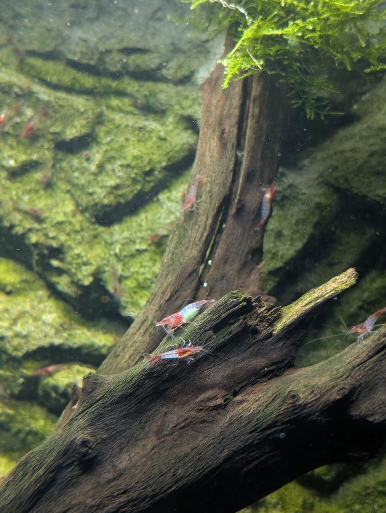 Red rili garnalen, Dieren en Toebehoren, Kreeft, Krab of Garnaal, Zoetwatervis, Schoolvis