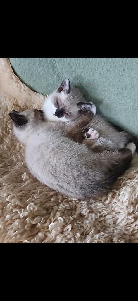 Mooie lieve kruising  siamees /ragdoll, 0 tot 2 jaar