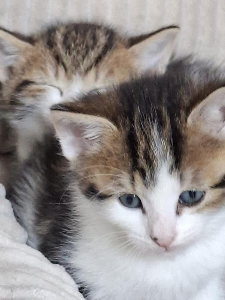 Laatste kitten van het nest