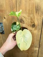 Monstera thai constellation plant cream mint ivory brulee, Huis en Inrichting, Kamerplanten, Ophalen of Verzenden, Halfschaduw