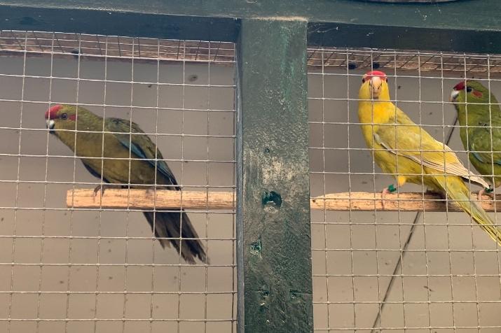 Kakariki kakarikis, Meerdere dieren, Parkiet, Geringd