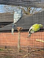 Dom bonte halsbanden, Meerdere dieren, Parkiet