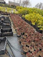 Pioen rozen grote 5 liter pot lopen volop uit nu 7,95, Vaste plant, Halfschaduw, Zomer, Ophalen