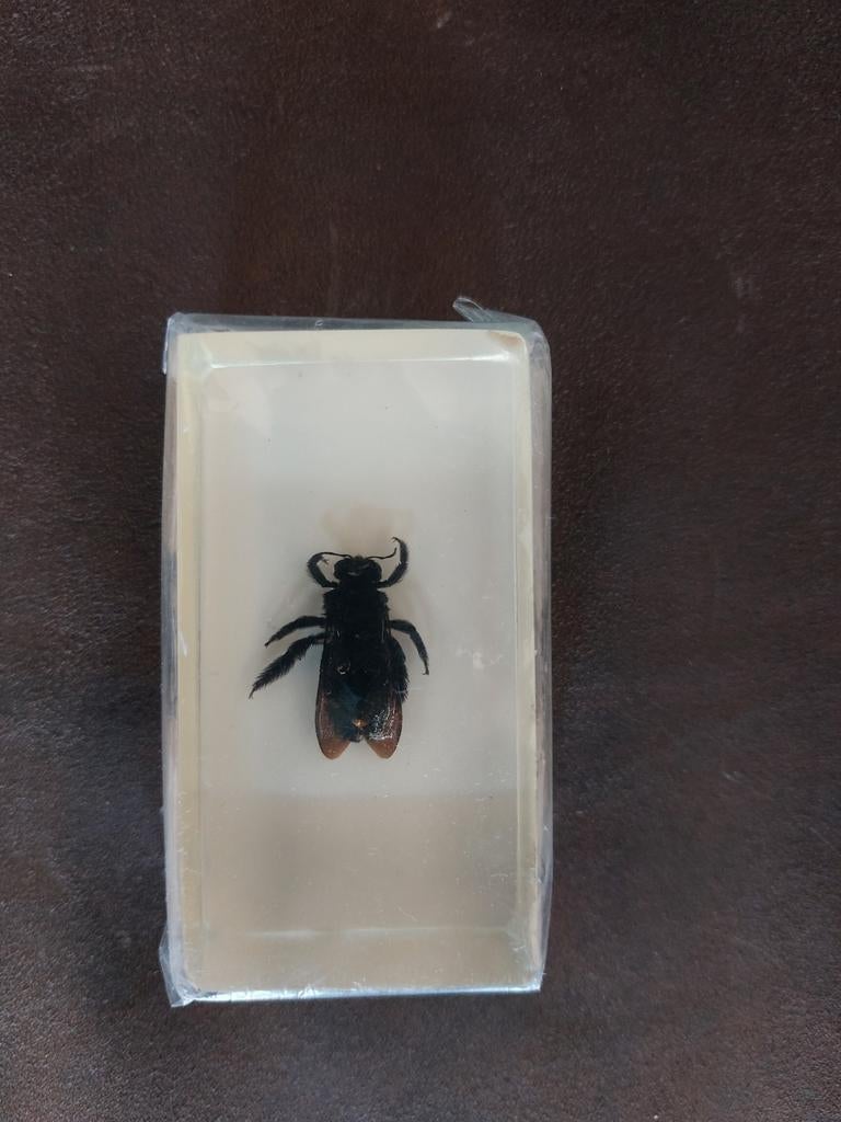 Insect in hars, Bijen