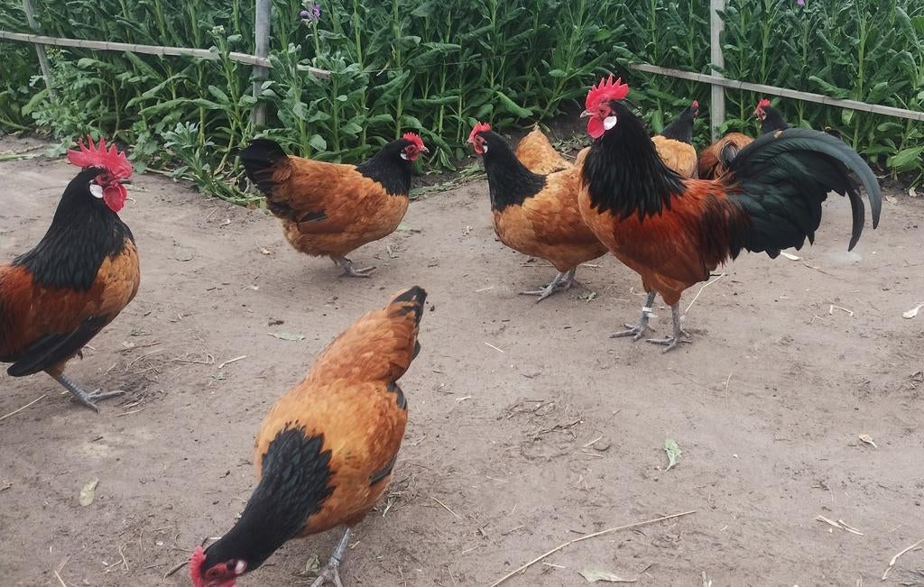 Broedeieren Vorwerk krielkippen, Geslacht onbekend, Kip