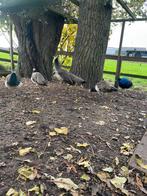 Pauwen, Meerdere dieren, Overige soorten