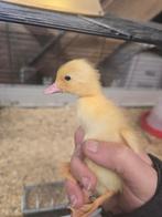 Loopeend kuikens, Dieren en Toebehoren, Pluimvee, Geslacht onbekend, Eend