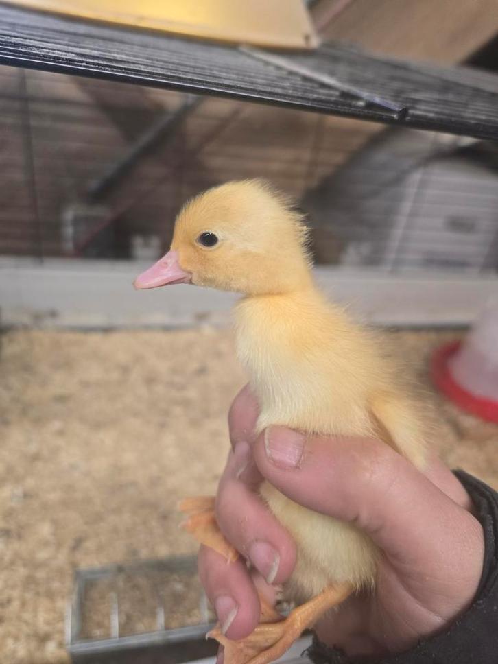 Loopeend kuikens, Dieren en Toebehoren, Pluimvee, Eend, Geslacht onbekend