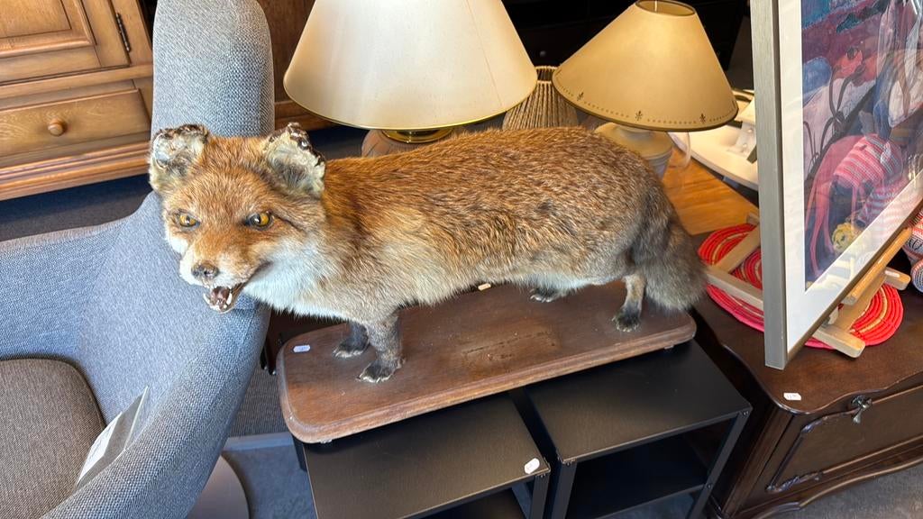 Opgezette rode vos, Verzamelen, Ophalen, Gebruikt, Wild dier, Opgezet dier