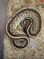 Koningspython / Python Regius / Ball python  vrouw, Dieren en Toebehoren, Slang, Tam, 0 tot 2 jaar