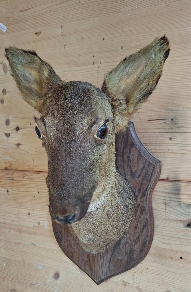 Opgezette reekop op schild, Ophalen of Verzenden