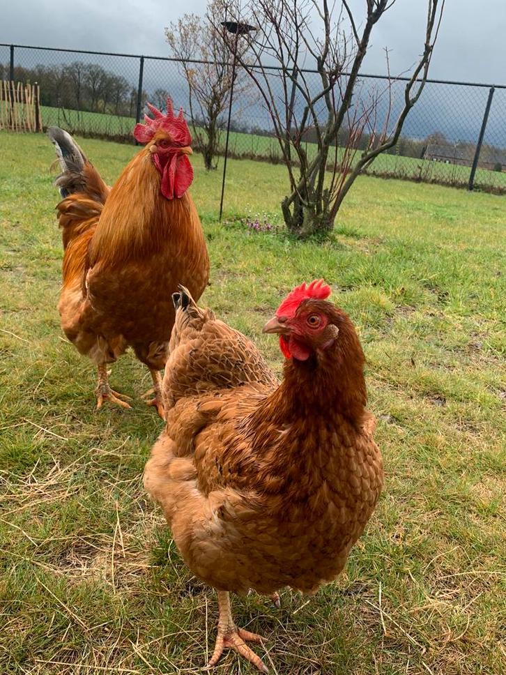 Mooie haan met 3 kippen, Dieren en Toebehoren, Pluimvee, Kip, Meerdere dieren