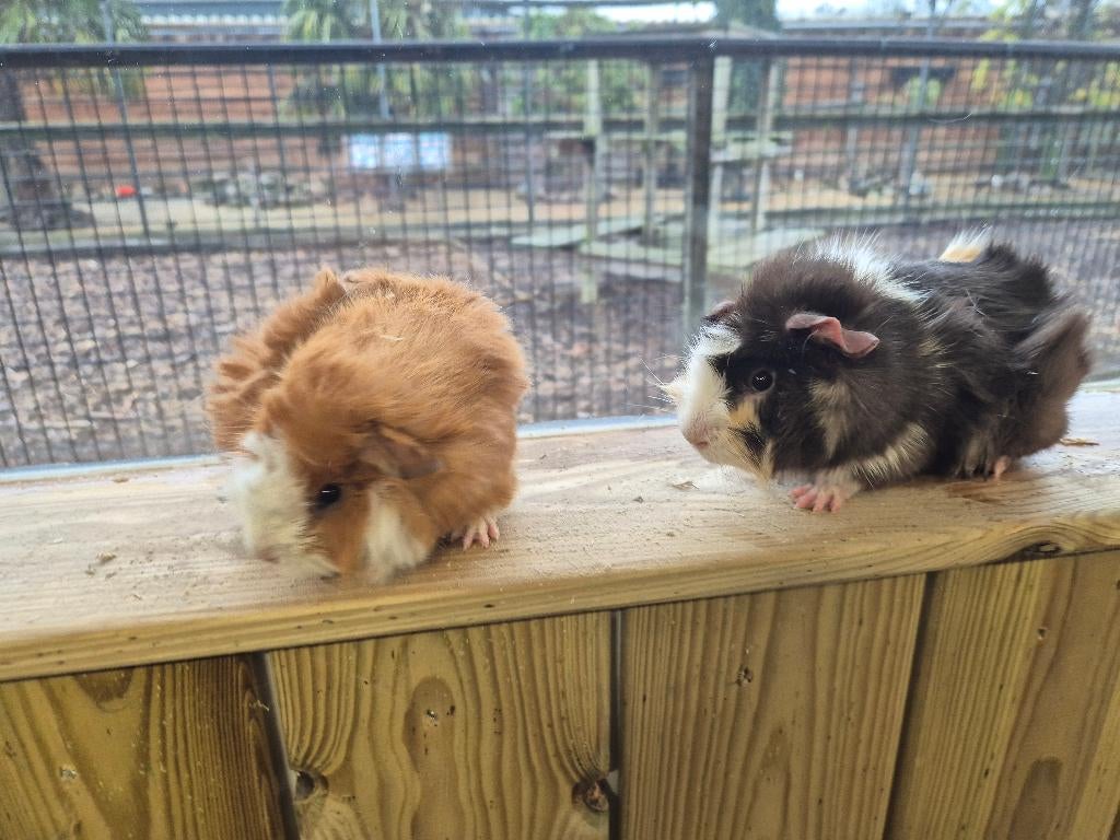 Cavia zeugjes | Gezonde dieren | Jonge cavia's, Dieren en Toebehoren, Knaagdieren, Cavia, Vrouwelijk, Januari, Tam