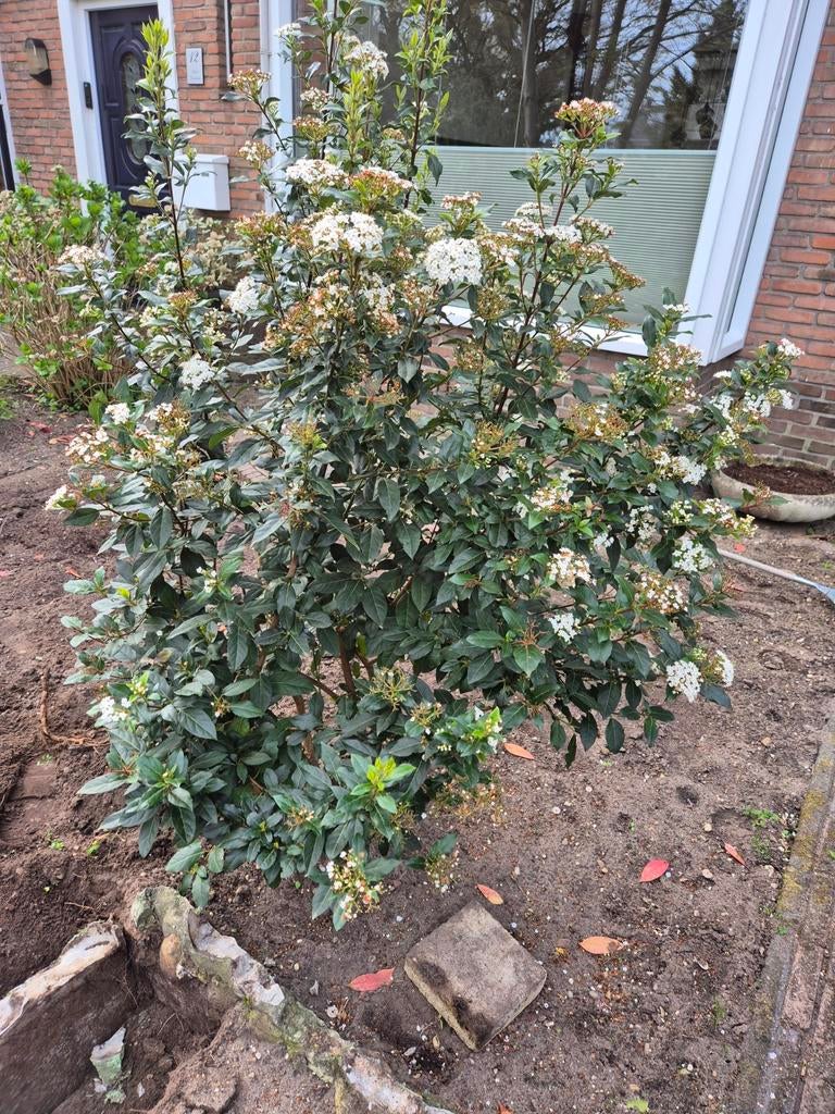 Tuinplant gratis af te halen, Tuin en Terras, Ophalen, Overige soorten, Halfschaduw