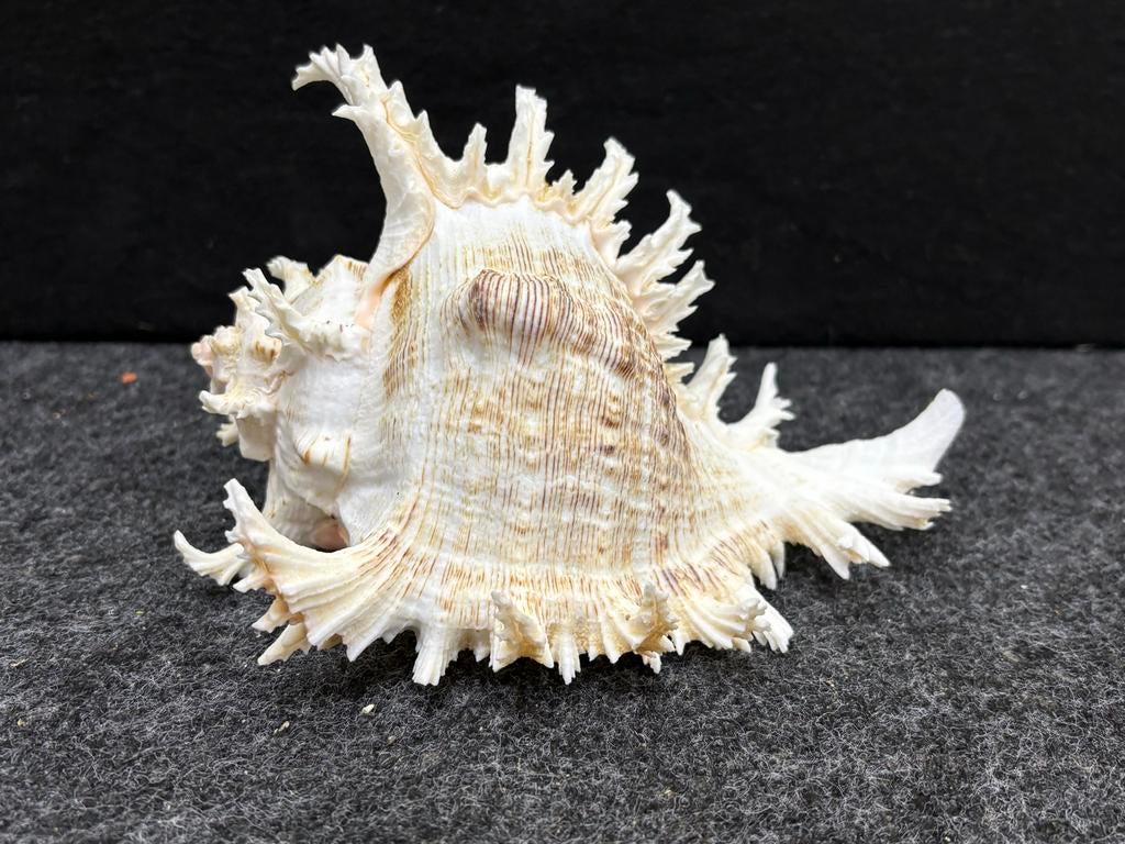 Mooie decoratieve schelp, Ophalen, J, Zo goed als nieuw, H