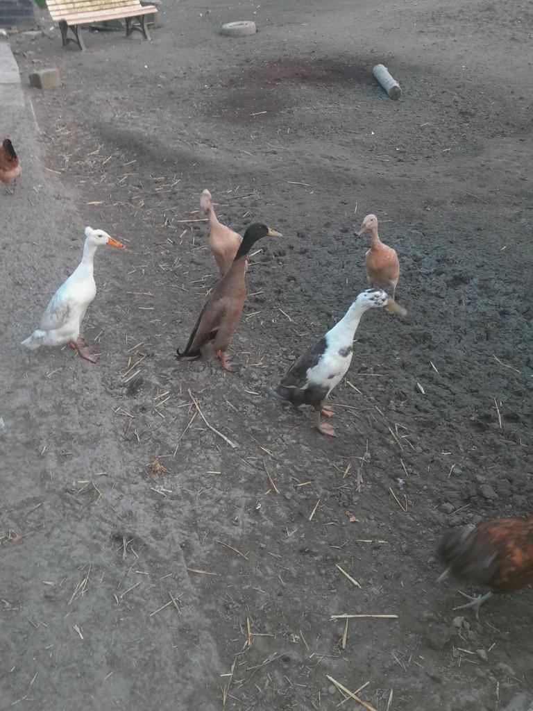 Broedeieren Indische loopeend., Dieren en Toebehoren, Pluimvee, Geslacht onbekend, Eend