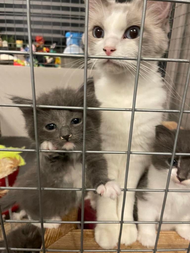 Kittens maincoon / ragdoll / maindoll, Dieren en Toebehoren, Katten en Kittens | Raskatten | Langhaar, Kater, Gechipt