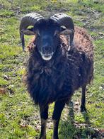 Mooie Soay ram, castratie mogelijk, Mannelijk, Schaap