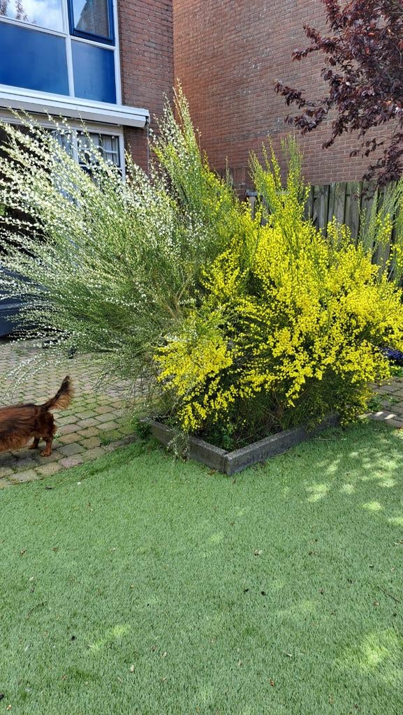 Brem Cytisus Geel en Wit - Prachtige Geurende Struiken, Tuin en Terras, Volle zon, Vaste plant, Lente, Ophalen