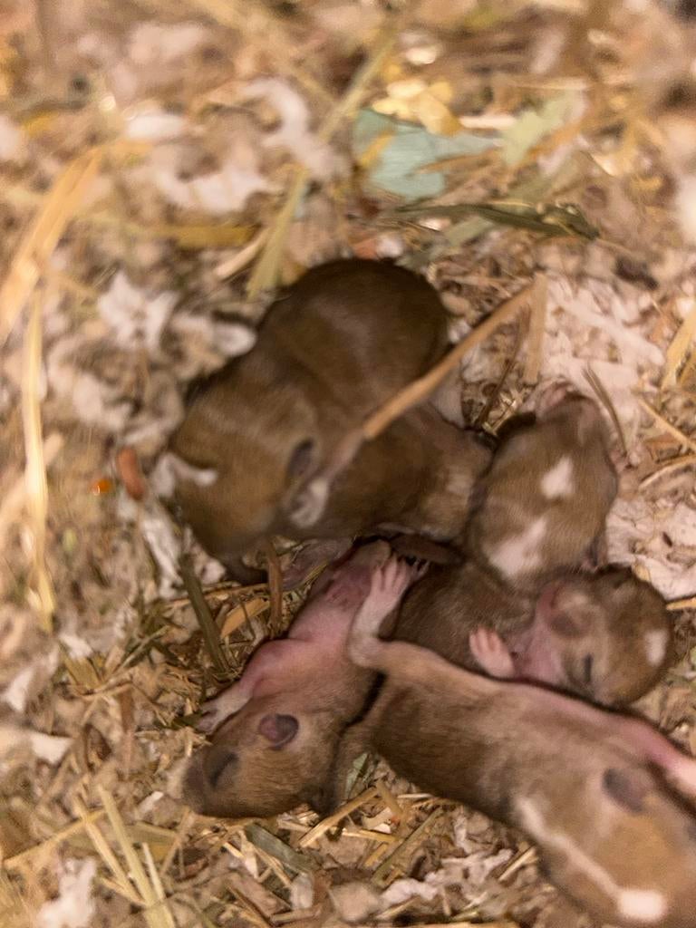 Gerbil pups, Dieren en Toebehoren, Knaagdieren, Maart, Geslacht onbekend, Overige typen