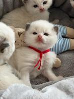 Ragdoll kitten met stamboom(fokken), Meerdere dieren, Met stamboom, 0 tot 2 jaar