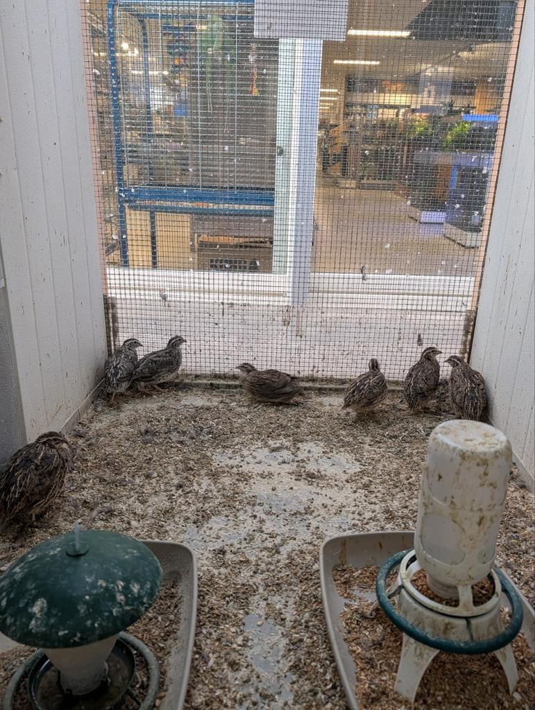 Japanse kwartels, Meerdere dieren, Overige soorten