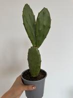 Cute Rabbit ear cactus, Huis en Inrichting, Kamerplanten, Ophalen, Cactus, Volle zon, Minder dan 100 cm