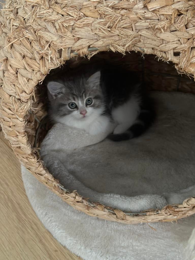 Britsekorthaar& langhaar kitten, Dieren en Toebehoren, Katten en Kittens | Raskatten | Korthaar, Meerdere dieren, Met stamboom