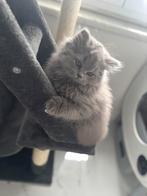 Britse langhaar kitten, Dieren en Toebehoren, Katten en Kittens | Raskatten | Langhaar, Kater, Gechipt, 0 tot 2 jaar
