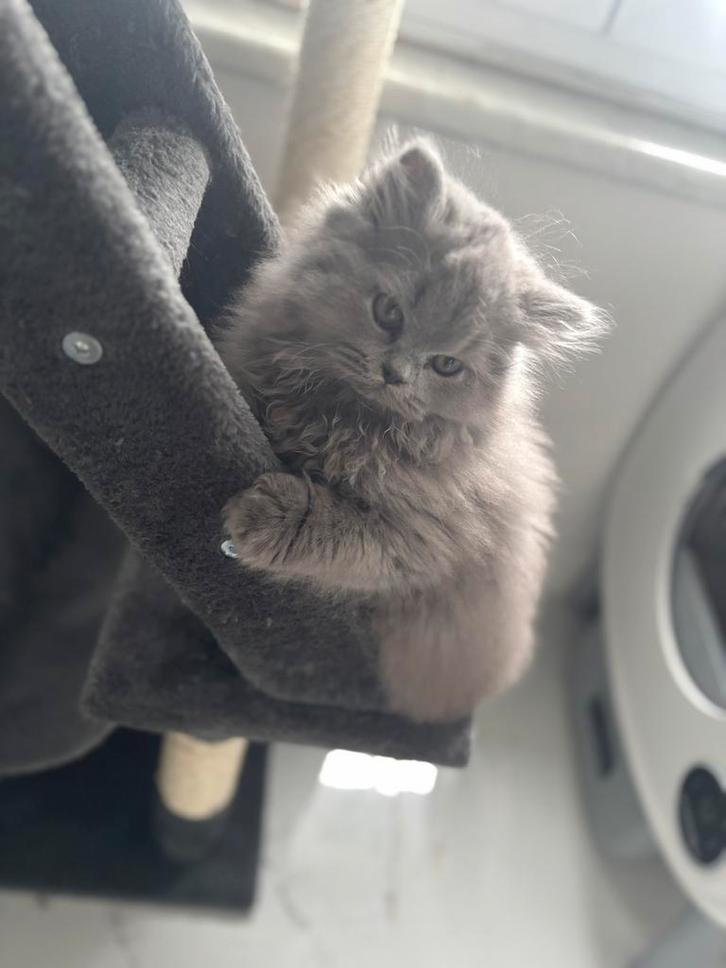 Britse langhaar kitten, Dieren en Toebehoren, Katten en Kittens | Raskatten | Langhaar, Kater, 0 tot 2 jaar, Gechipt, Ontwormd