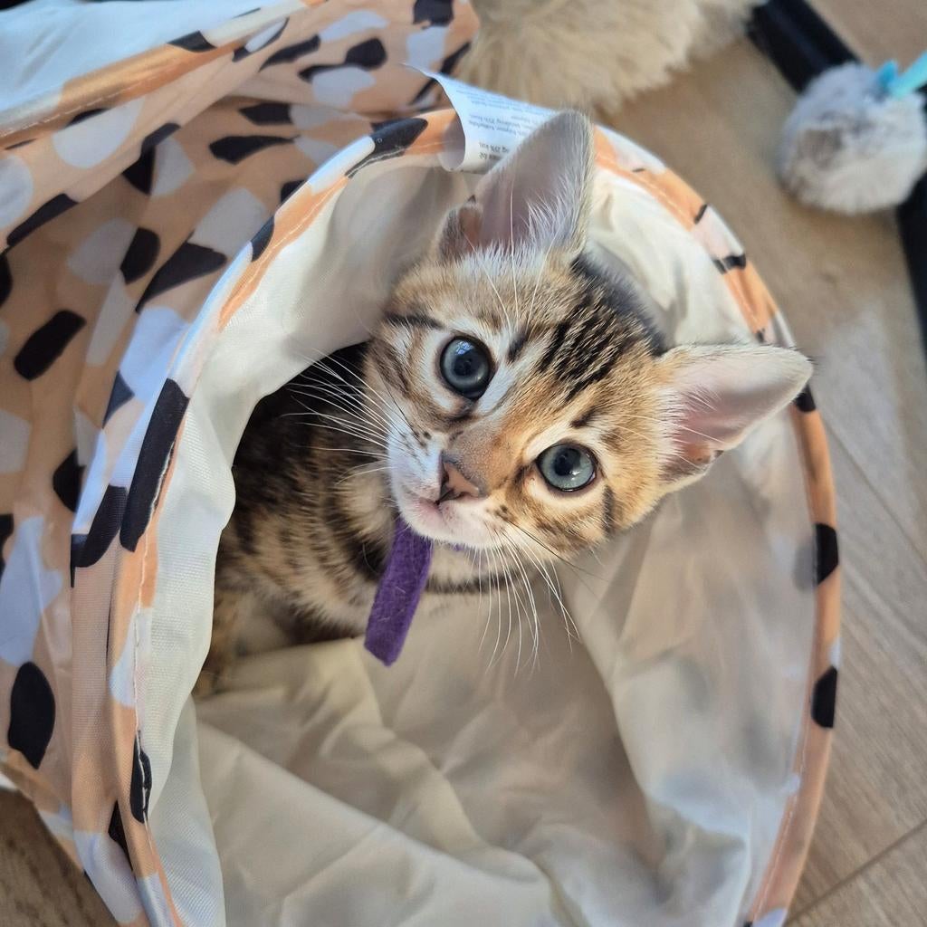 Schitterende Bengaal kittens beschikbaar, Dieren en Toebehoren, Katten en Kittens | Raskatten | Korthaar, Meerdere dieren, 0 tot 2 jaar