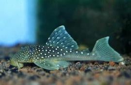 L-Nummers: L128 Hemiancistrus sp., Dieren en Toebehoren, Vissen | Aquariumvissen, Vis, Zoetwatervis