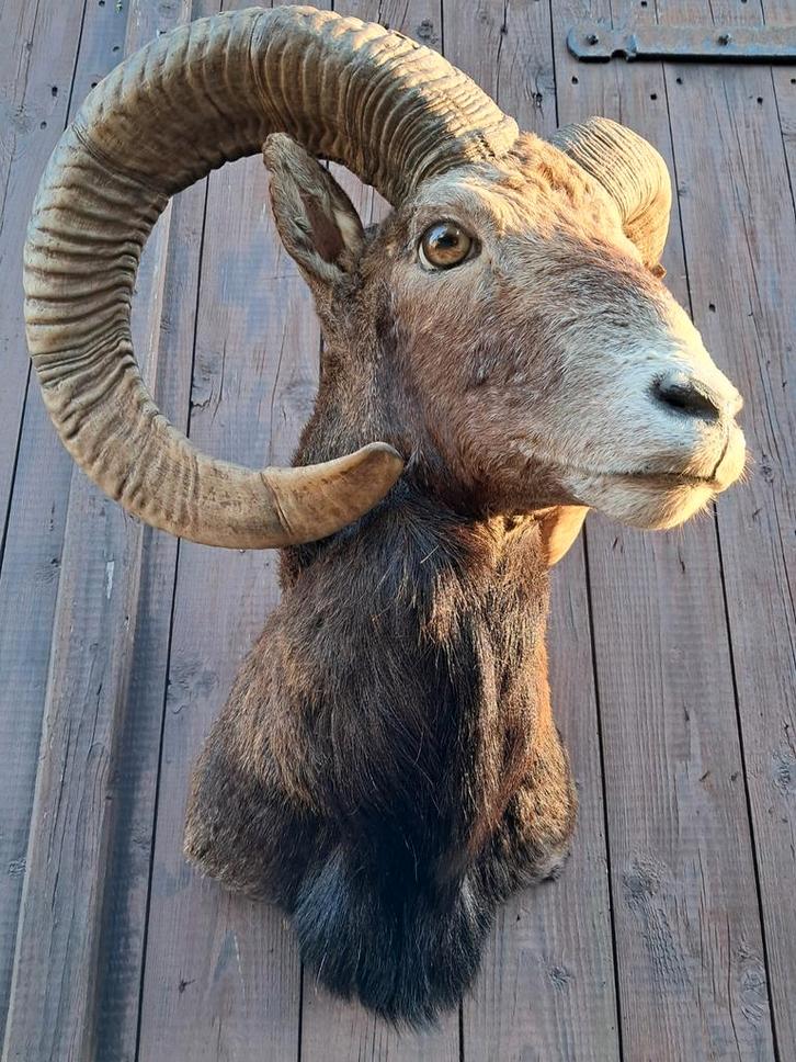 Eyecatcher: grote moeflon ram met robuuste hoorns Opgezet, Verzamelen, Dierenverzamelingen, Zo goed als nieuw, Opgezet dier, Wild dier