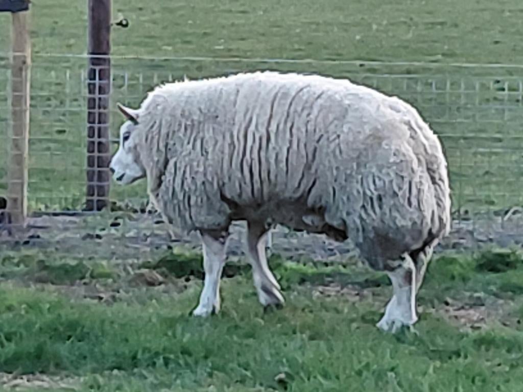 Beste  ,  jong texelaar ram!, Dieren en Toebehoren
