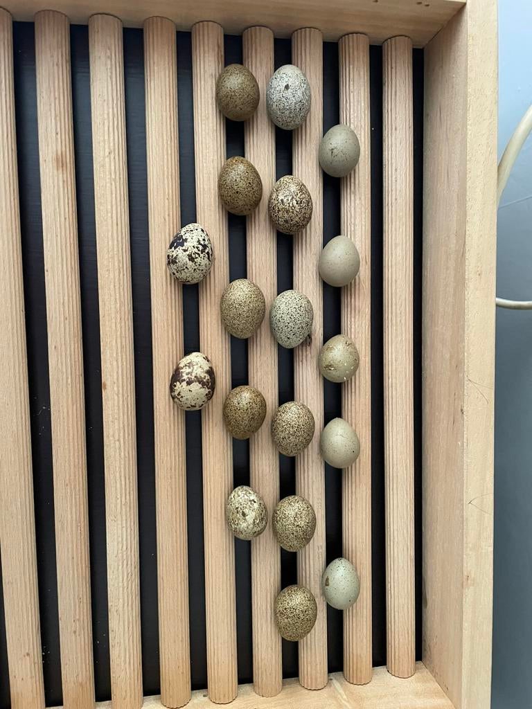 Broedeieren Kwartels, Geslacht onbekend, Overige soorten