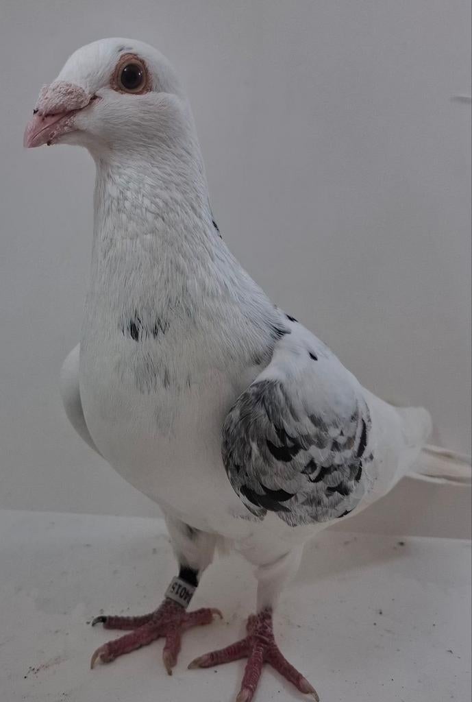 Kleurpostduiven mooie doffer, Dieren en Toebehoren, Mannelijk, Geringd