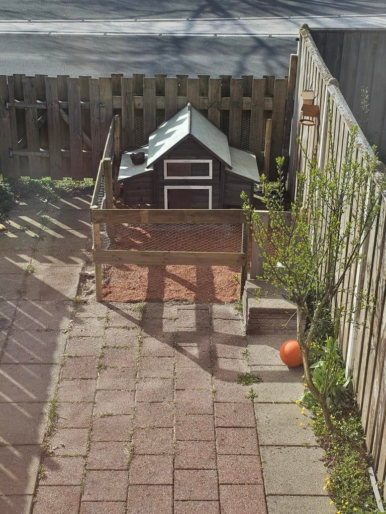 2 kippen en 1 haan, Dieren en Toebehoren, Ophalen of Verzenden