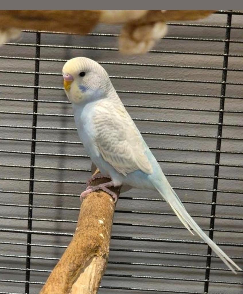 Leuke grasparkieten, Dieren en Toebehoren, Vogels | Parkieten en Papegaaien, Meerdere dieren, Parkiet, Tam