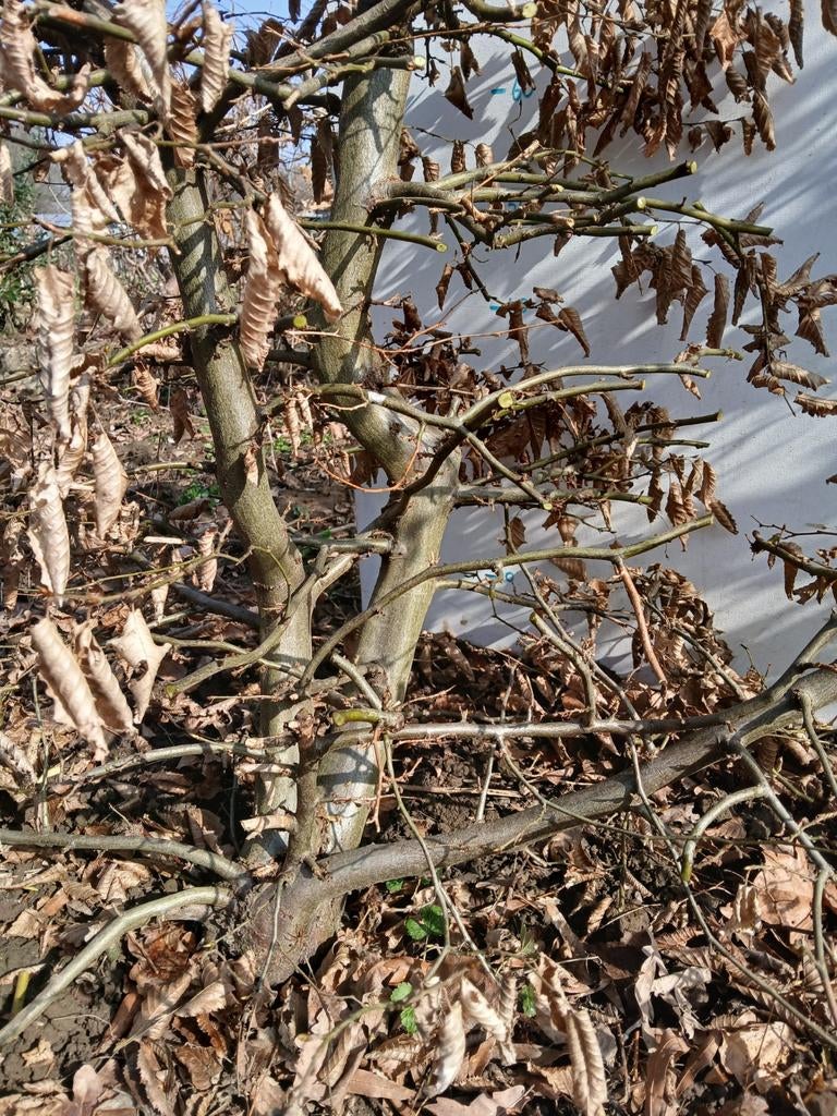 Pre bonsai haagbeuk., Tuin en Terras, Haardhout, Minder dan 3 m³, Ophalen of Verzenden